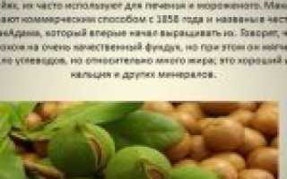 Масло макадамия (Macadamia Oil) для волос. Состав, польза, применение, отзывы
