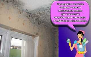 Как эффективно и безопасно убрать плесень с обоев: методы борьбы