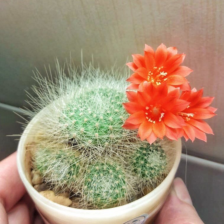 суккулент кактус