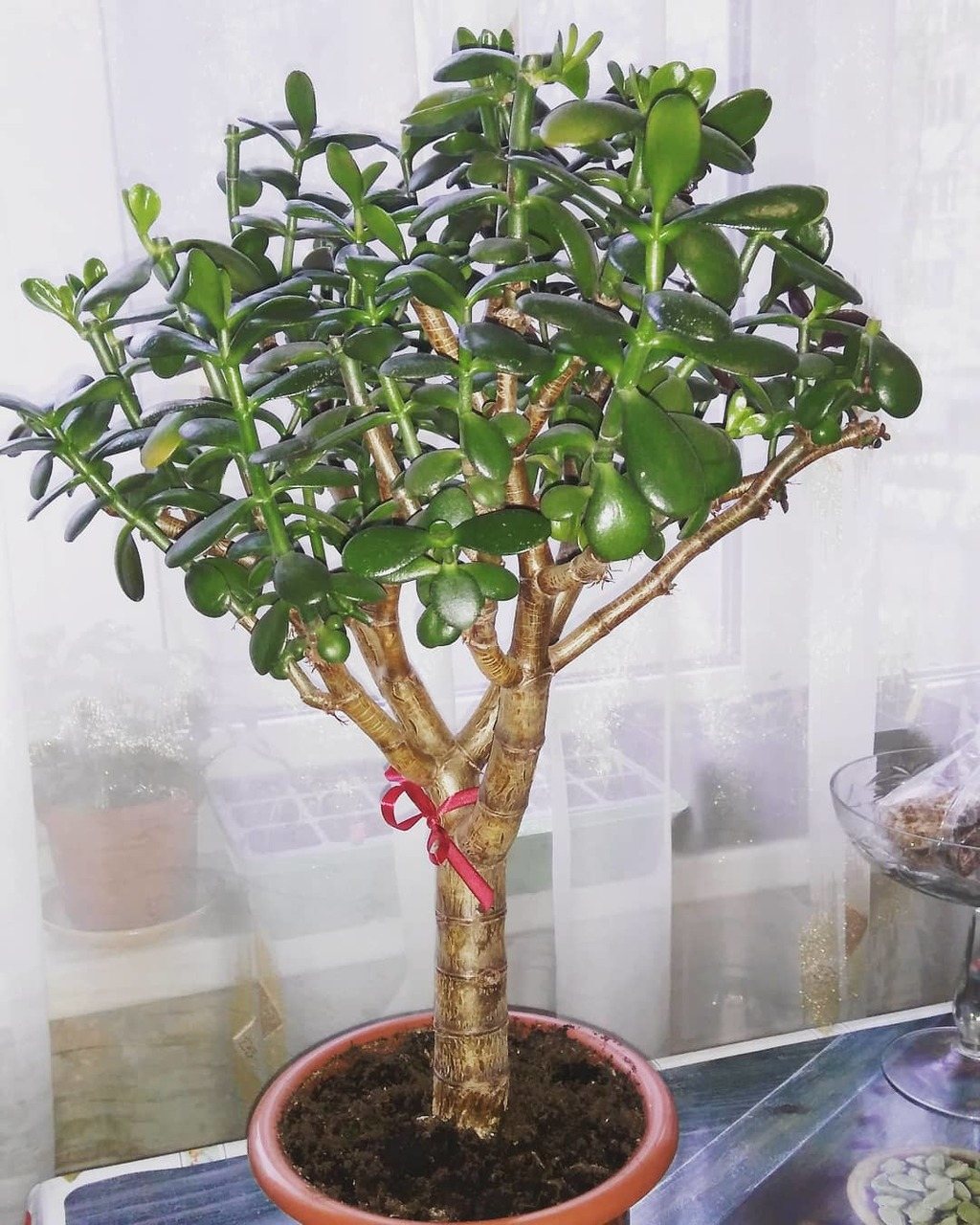 толстянка древовидная