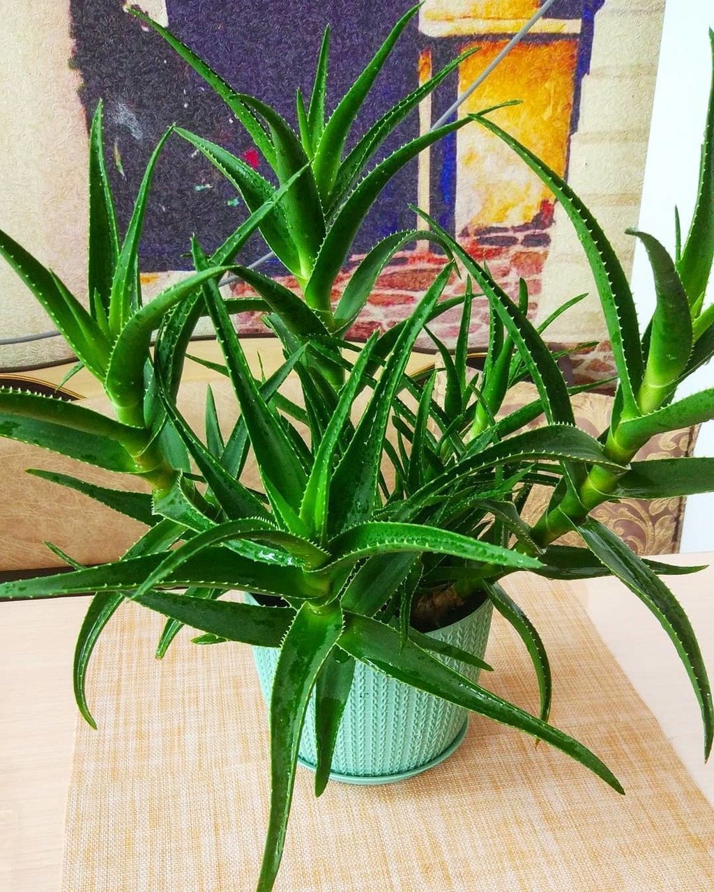 суккулент алоэ