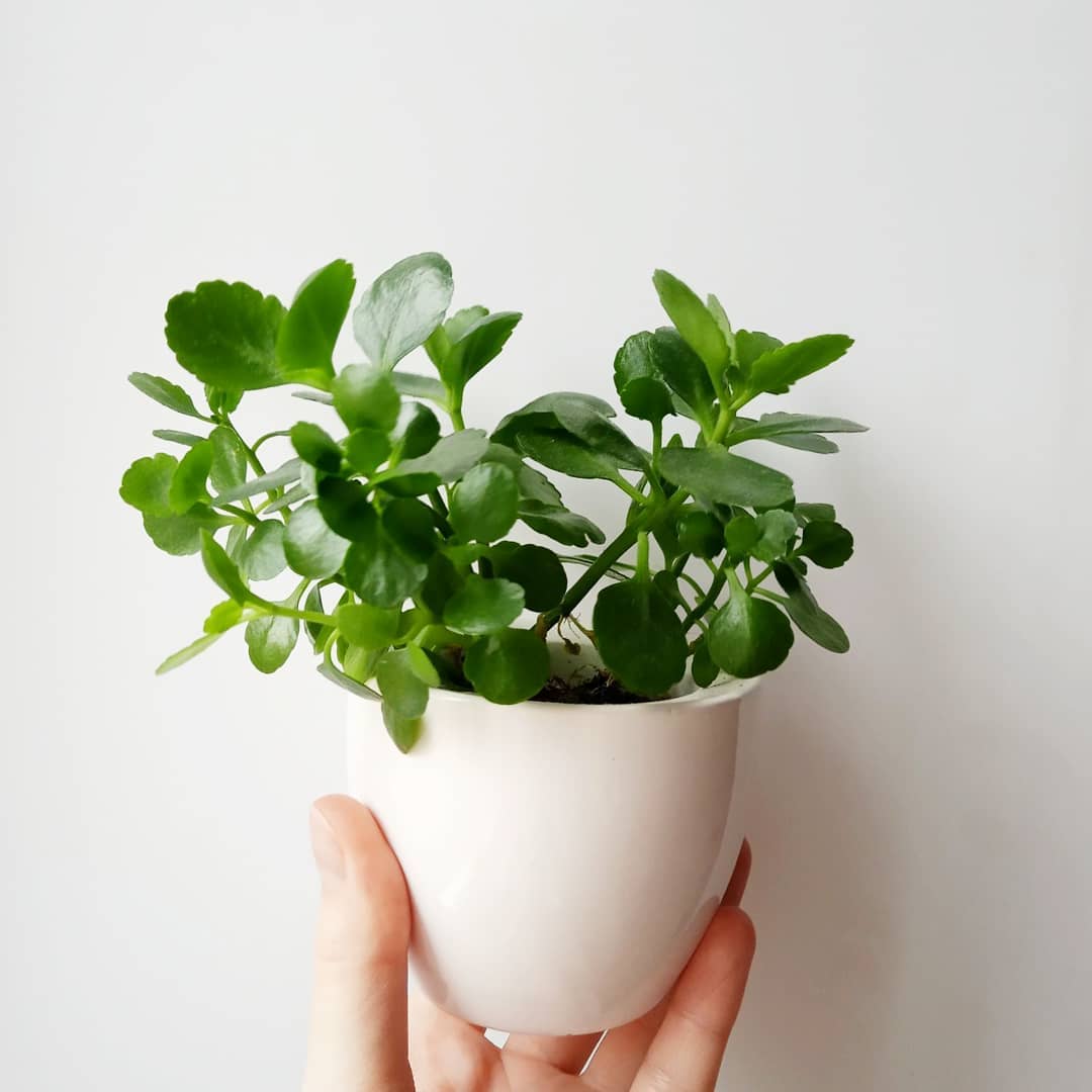 каланхоэ суккулент