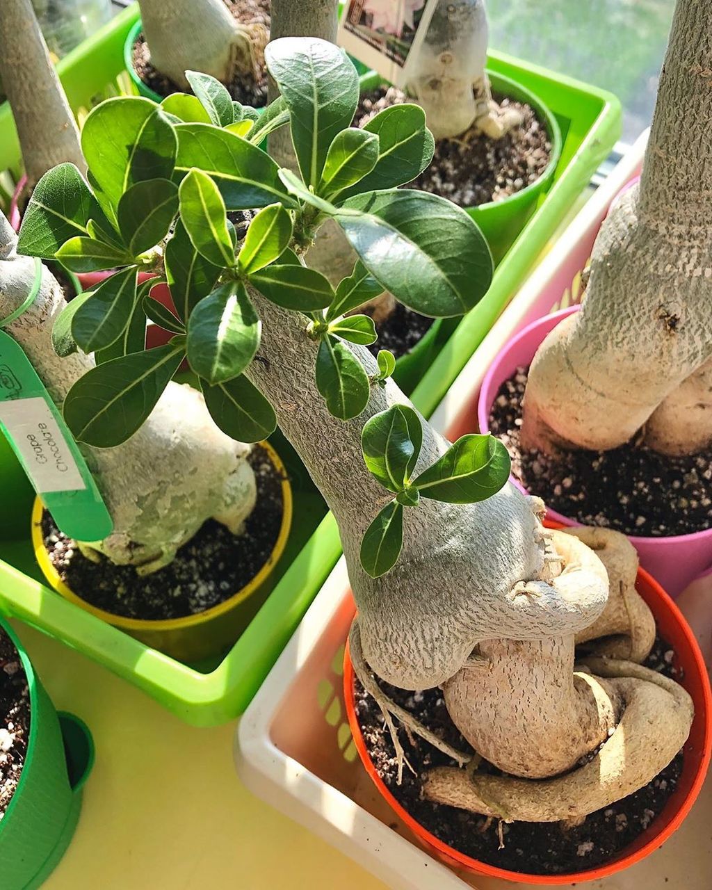 суккулент адениум