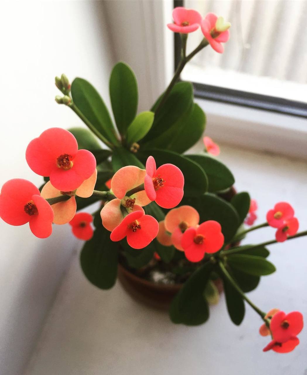 молочай милиуса