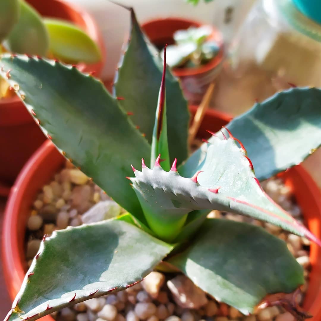 агава парассана