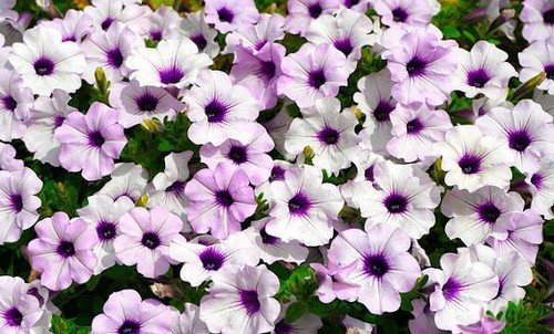 Фото цветущей петуньи