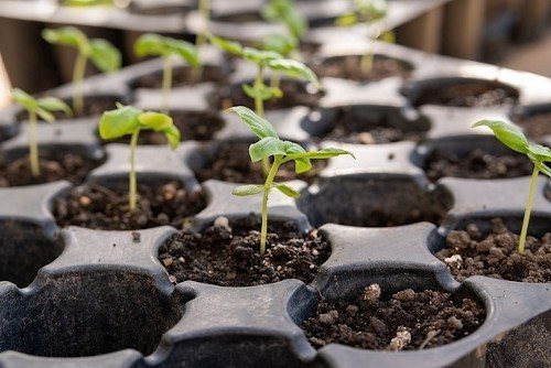 Правила пикировки петуньи