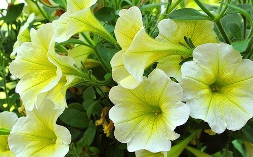 Цветущая петунья