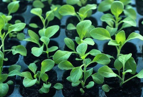 Молодые ростки петуньи