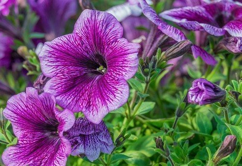 Петунья фото