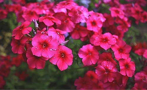 Удобрения для петуний