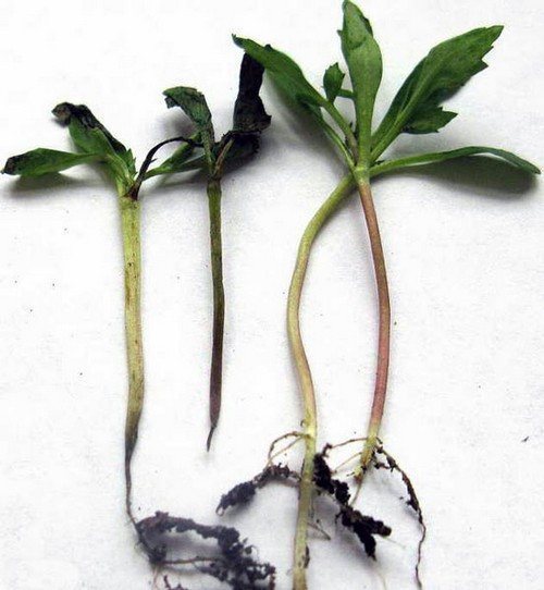 Признаки заболевания