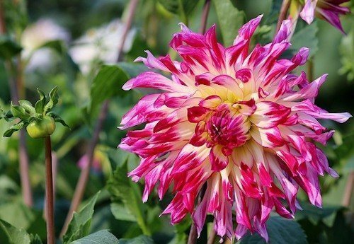 Роскошные астры