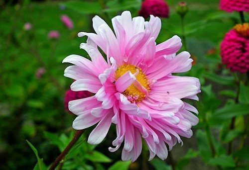 субстрат для астр