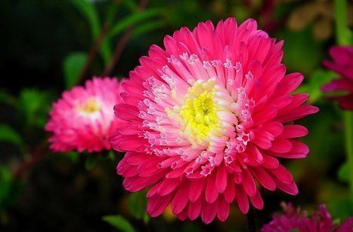 Махровые астры