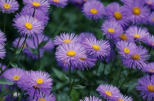 Красивые астры на участке