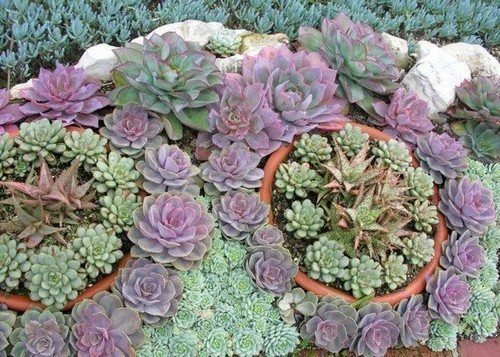 Клумба из суккулентов
