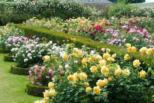 Розы для цветника