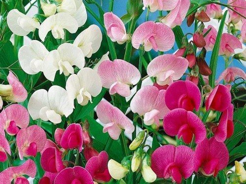 Душистый горошек