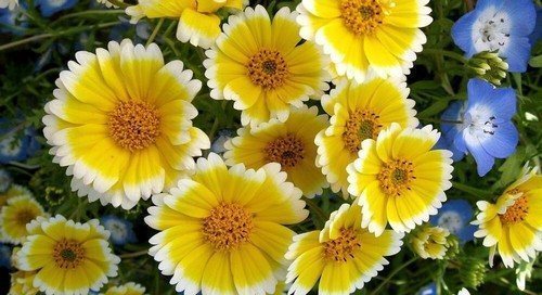 Лейя изящная