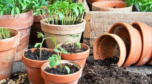 Горшки для рассады