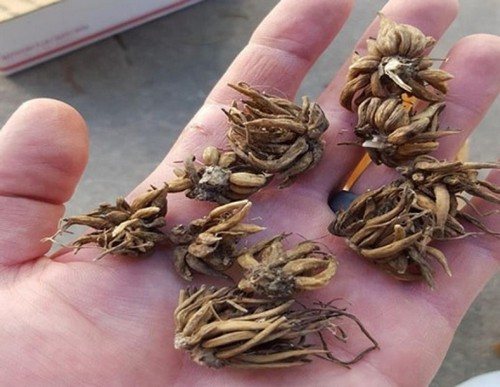 Клубни растения