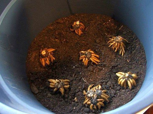 Посадка ранункулюсов