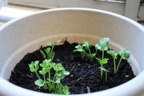 Рассада ранункулюса