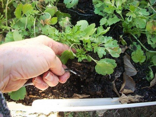 Высадка в открытый грунт