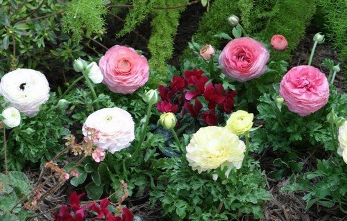 Цветущий ранункулюс