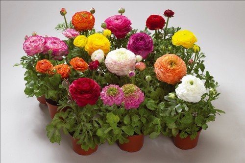 Цветы ранункулюса