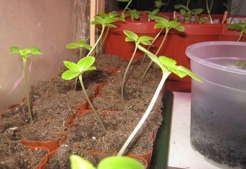 Ростки бальзамина