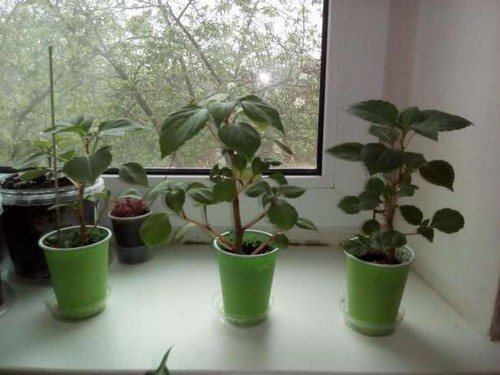 Пикировка бальзамина