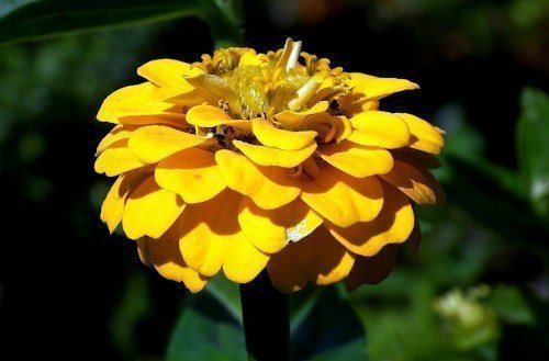 Желтая циния