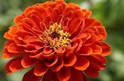 Сроки вызревания цинии