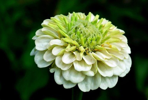 Бело-зеленая циния