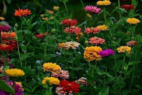 Цинии на участке