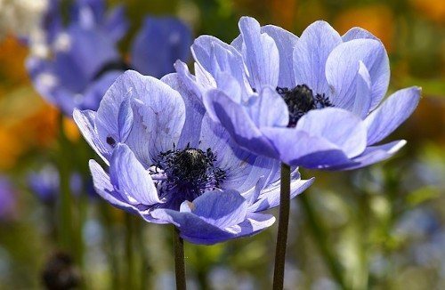 Голубые цветы