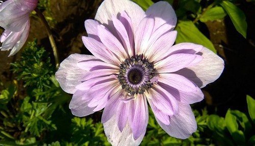 Цветущая анемона