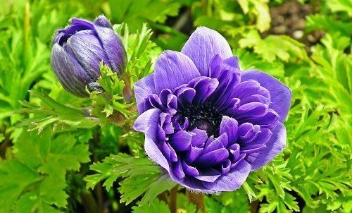 Анемона на клумбе