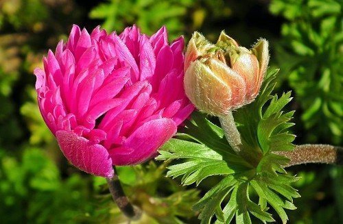 Анемона в цвету