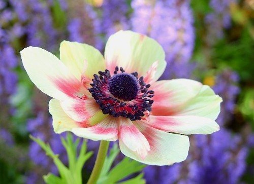 Белая анемона