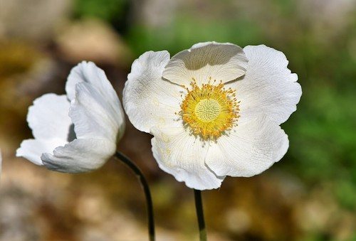 Болезни анемоны