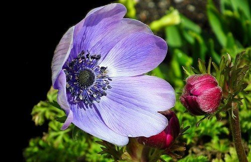 Вредители анемоны