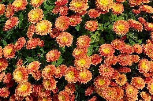 Многолетняя хризантема