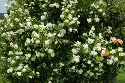 Гирлянд де Амур