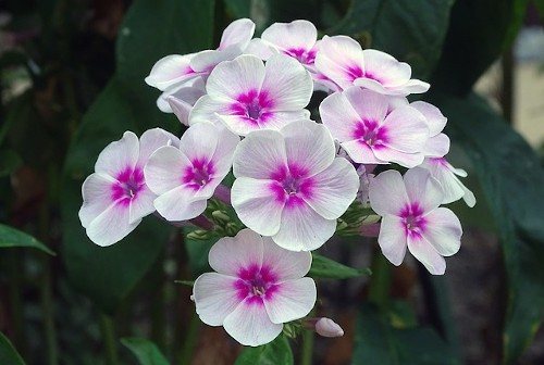 Участок для флоксов