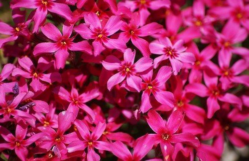 Размножение флоксов