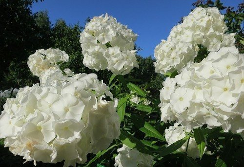 Выращивание рассады флоксов