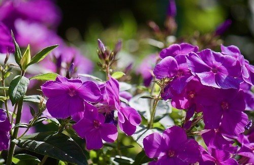 Пересадка флоксов